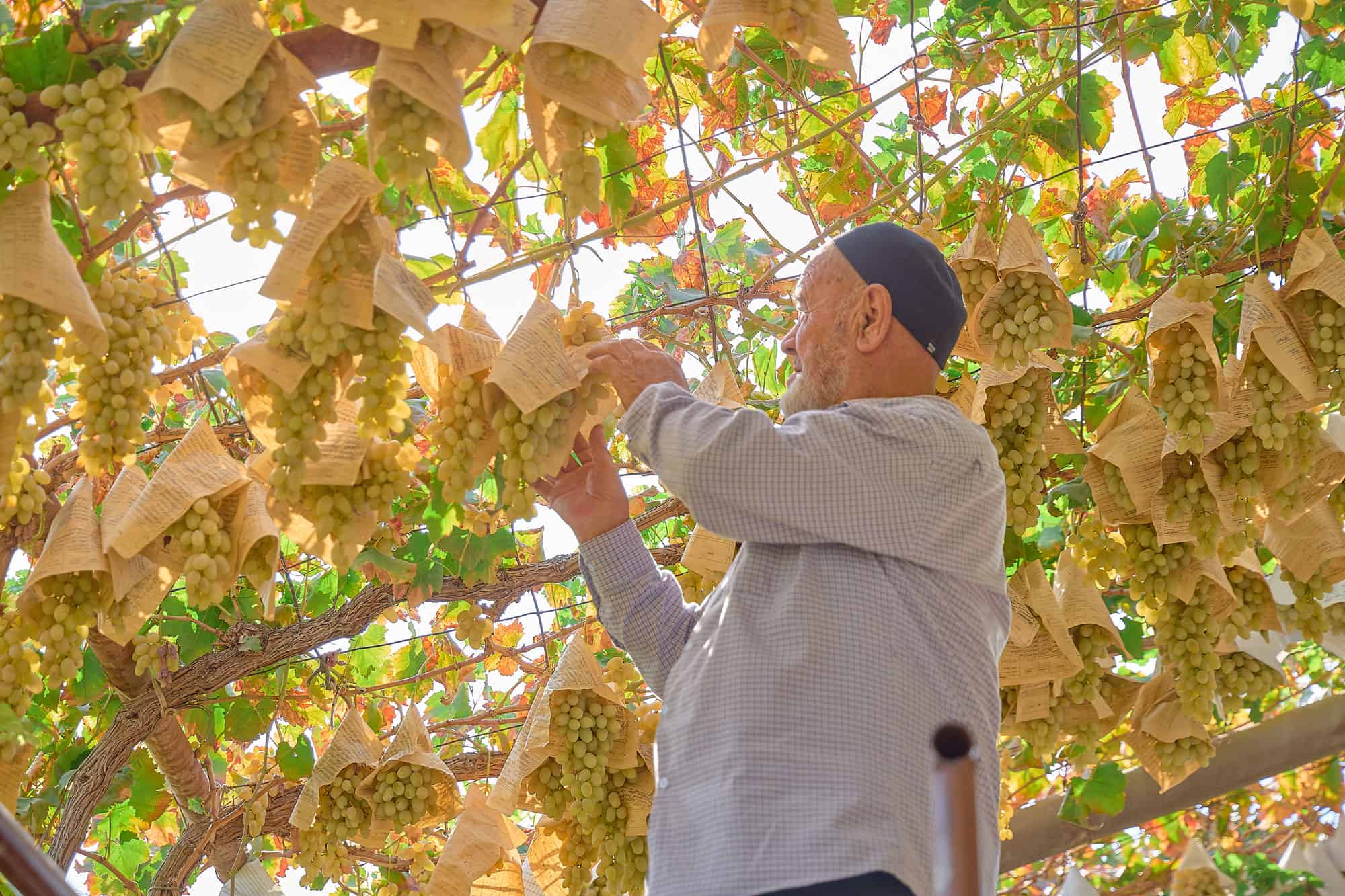 Picking grapes in Fergana Valley, Uzbekistan